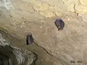 Cova de Sant Miquel - Miniatura 5, Sant Julià de Vilatorta