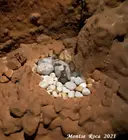 Cova d'en Peixet - Miniatura 35, Febró, La