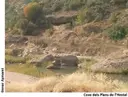 Cova dels Plans de l'hostal - Miniatura 1, Cervià de les Garrigues