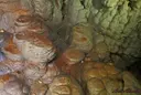 Cova Trobada - Thumbnail 14, Sénia, La