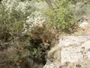 Forat de la Grallera - Thumbnail 8, Llimiana