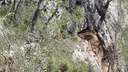 Cova Gran de Perdigones - Miniatura 2, Llacuna, La