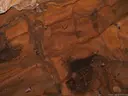 Cova dels Muricecs - Miniatura 15, Llimiana