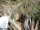 Avenc de Roca Negra - Thumbnail 5, Castelldefels