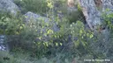 Coves de Roques Altes - Miniatura 2, Isona i Conca Dellà