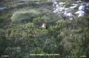 Avenc Amagat - Miniatura 1, Begues
