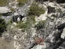 Cova de la Solana - Miniatura 1, Roquetes