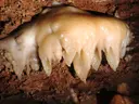 Avenc del Pèndol - Miniatura 8, Tortosa