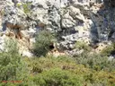 Cova Bonica - Miniatura 3, Alcanar