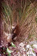 Avenc del Nard - Miniatura 1, Begues