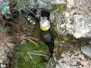 Avenc del Gos - Miniatura 2, Gavet de la Conca