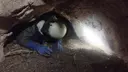Cova de l'Artificier - Thumbnail 4, Àger