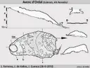 l'avenc d'Ordal - صورة مصغرة 2, Subirats