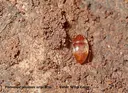 Avenc de les Aranyes - Miniatura 6, Tordera