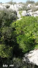 Avenc Gustems - Miniatura 2, Sitges