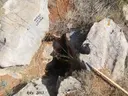 Avenc Raspós Petit - Miniatura 2, Begues