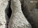 Cova Central - Miniatura 11, Gallifa