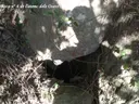 Avenc dels Ossos - Miniatura 5, Arbolí