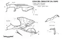 Cova del Cingle de Cal Duro - Miniatura 1, Pallejà