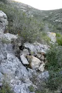 Avenc de Julio de la Sista - Miniatura 2, Ulldecona