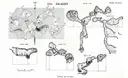 Cova Balaguer - Thumbnail 3, Alfara de Carles