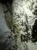 Cova Forat Amagat - Miniatura 4, Vilaverd