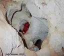 Cova de la Moleta - Miniatura 3, Capafonts