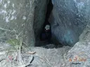 Avenc dels Ossos - Miniatura 2, Arbolí