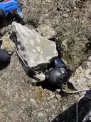 Avenc dels Científics - Miniatura 3, Arnes