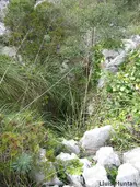 Avenc del Rascler - صورة مصغرة 3, Begues