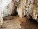 Cova Boca de Drac - Miniatura 7, Montblanc