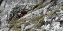 Grallera del Carabasser - Miniatura 1, Saldes