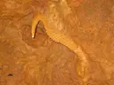 Avenc de Coll Estret - Thumbnail 3, Olesa de Bonesvalls