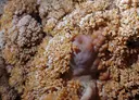 Avenc Joan Cabeza - Miniatura 6, Begues