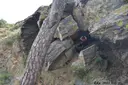 Cova del Torrelló - Miniatura 2, Port de la Selva, El