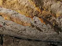 Cova del Janet - Miniatura 6, Tivissa