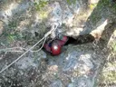 Avenc dels Pinyerets - Miniatura 3, Montmell, El