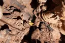 Cova de les Encantades - 缩略图 10, Cava
