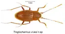 Bòfia de la Valldan - Miniatura 3, Odèn