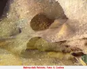 Balma dels Falciots - Миниатюра 4, Guixers