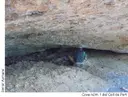 Cova Nº1 de Coll de Port - Thumbnail 2, Bruc, El