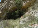 Balma de les Abelles - Miniatura 2, Biosca