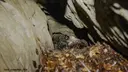 Avenc de Canemar - Thumbnail 3, Camprodon