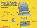 Cova de l'Agulla Manolito García - Miniatura 1, Bruc, El