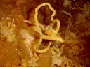Font d'Andana - Miniatura 6, Vansa i Fórnols, La