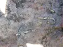 Bòfia del Pedró - Miniatura 5, Fígols