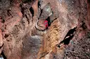 Avenc d'Aguilar - Miniatura 3, Castellar del Vallès