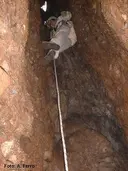 Avenc del Tortosí - Miniatura 2, Mura