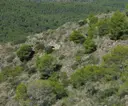 Cova del Bon Joan - Miniatura 2, Roda de Berà