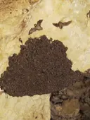 Cova d'en Rubí - Miniatura 6, Tortosa
